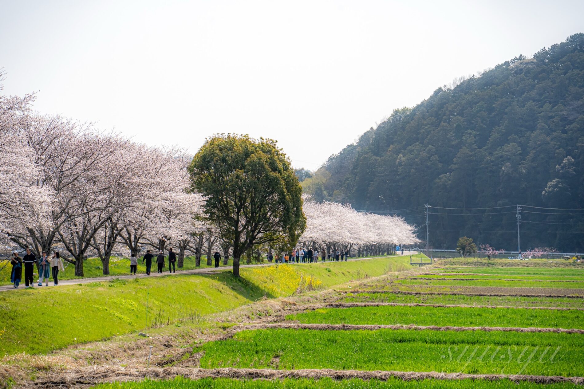 Sigma 20–200mm F3.5–6.3 DG | Contemporary+Sony α7c