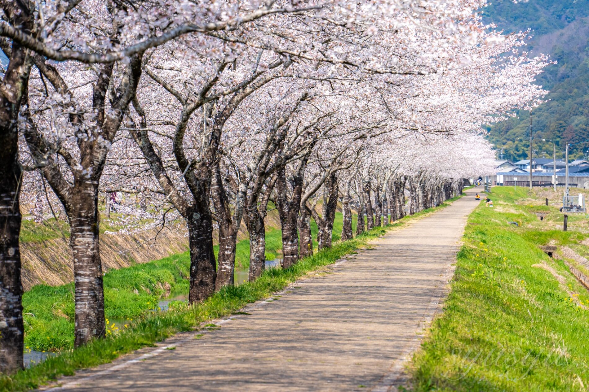 Sigma 20–200mm F3.5–6.3 DG | Contemporary+Sony α7c