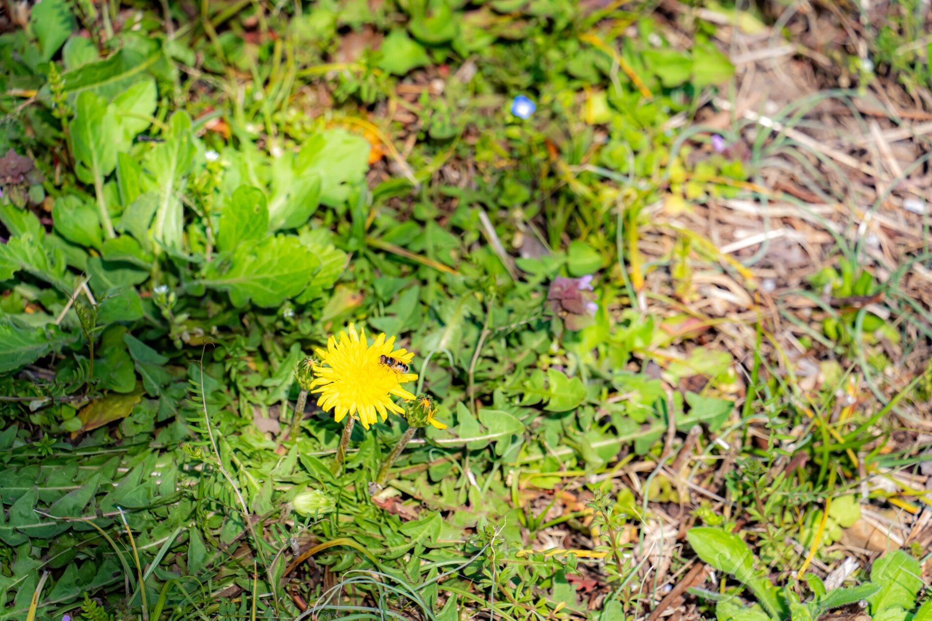 Sigma 20–200mm F3.5–6.3 DG | Contemporary+Sony α7c