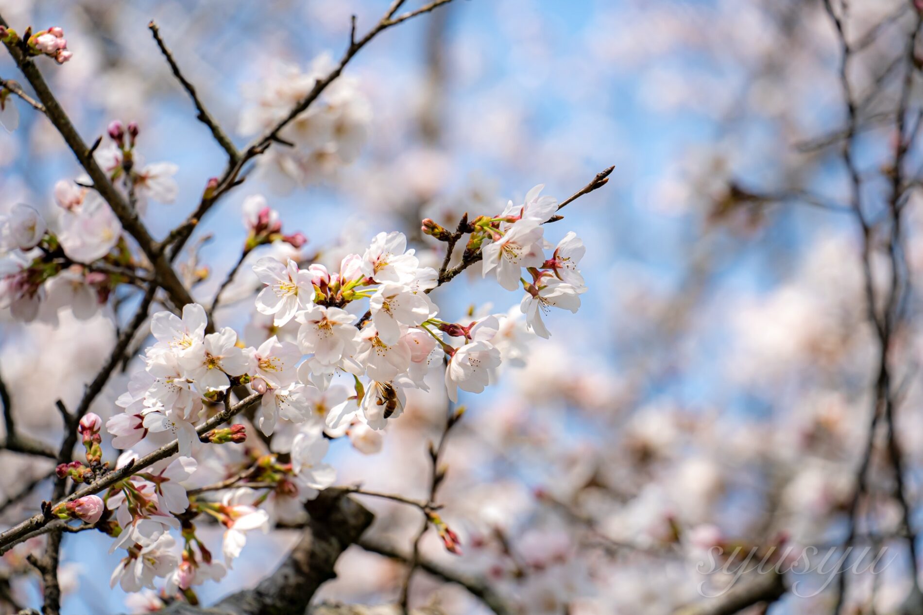 Sigma 20–200mm F3.5–6.3 DG | Contemporary+Sony α7c