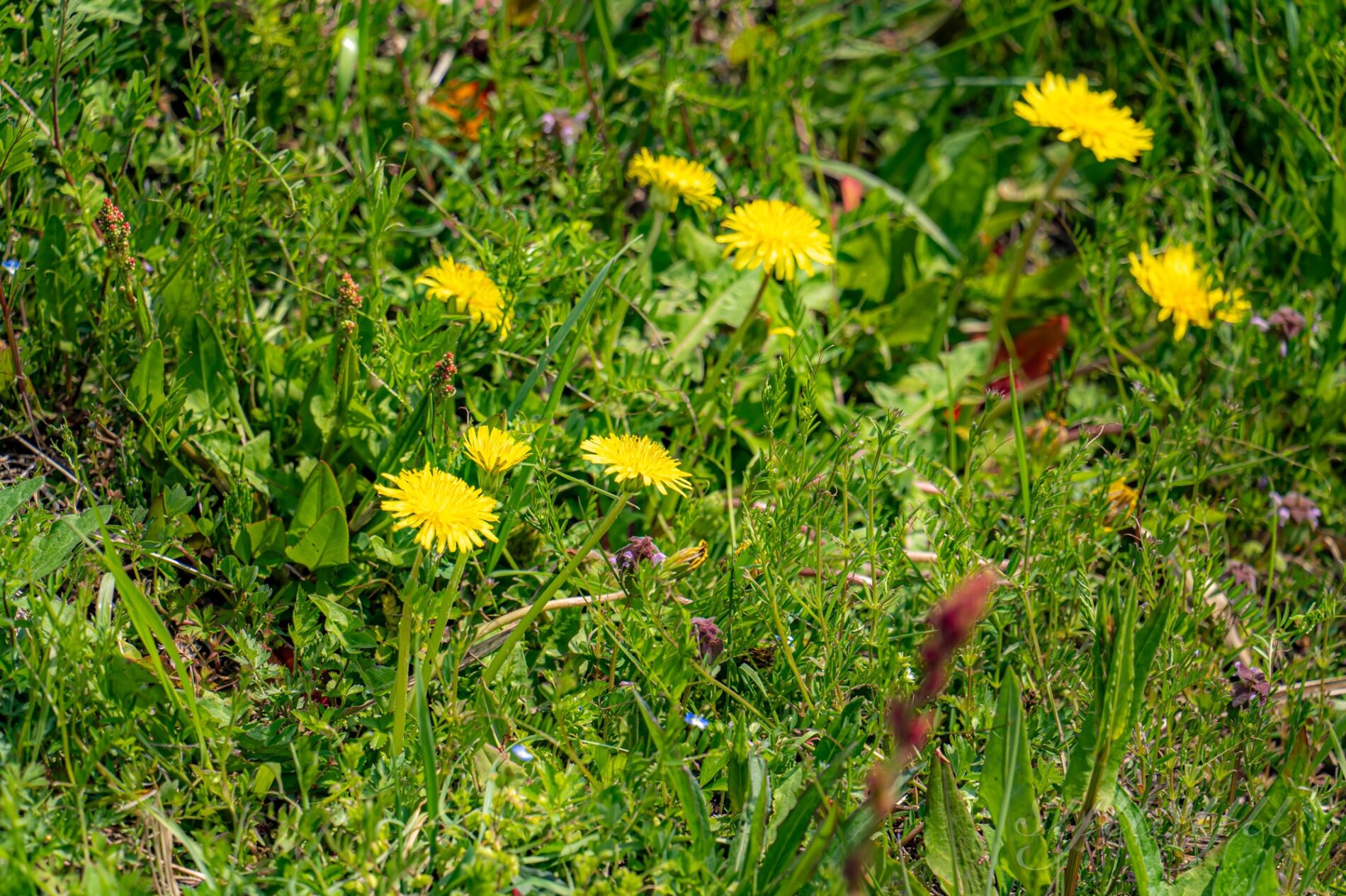 Sigma 20–200mm F3.5–6.3 DG | Contemporary+Sony α7c